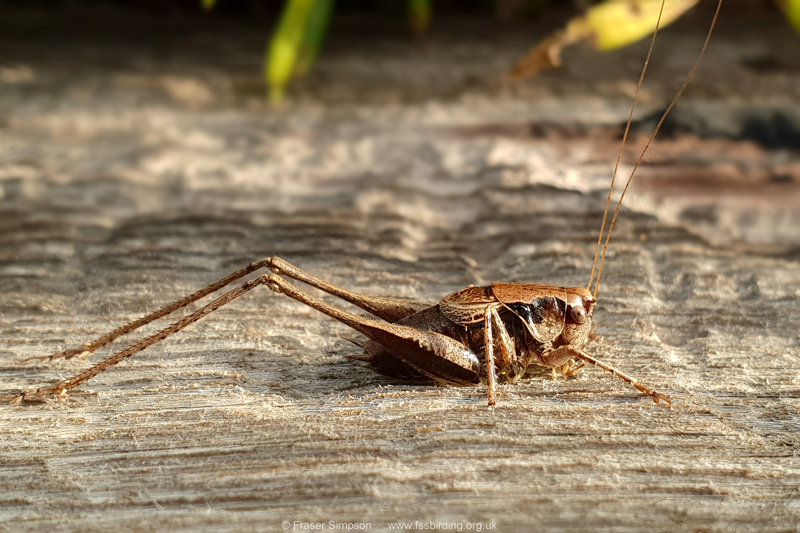 Dark Bush-cricket (Pholidoptera griseoaptera)  Fraser Simpson