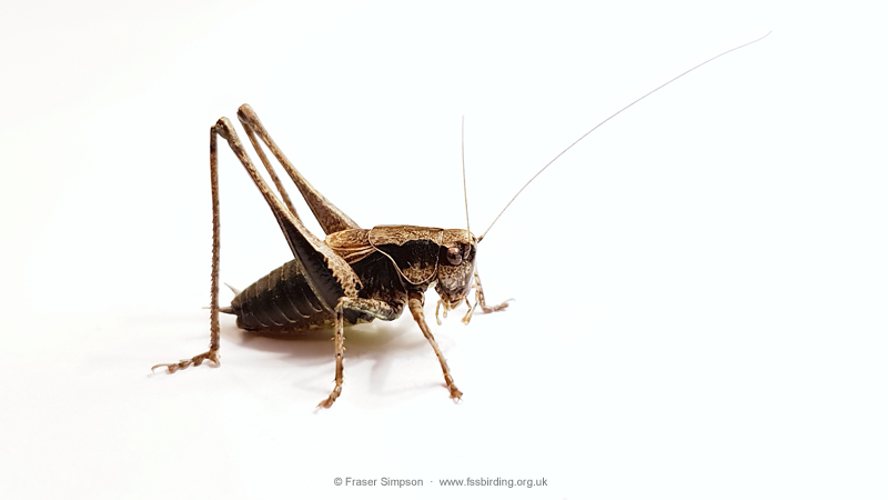 Dark Bush-cricket (Pholidoptera griseoaptera)  Fraser Simpson