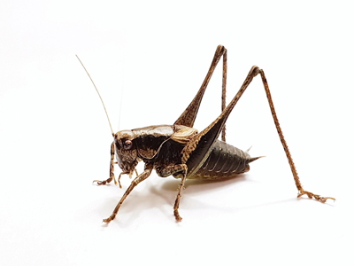Dark Bush-cricket (Pholidoptera griseoaptera) - male  Fraser Simpson