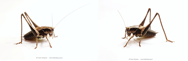 Dark Bush-cricket (Pholidoptera griseoaptera) © Fraser Simpson · www.fssbirding.org.uk
