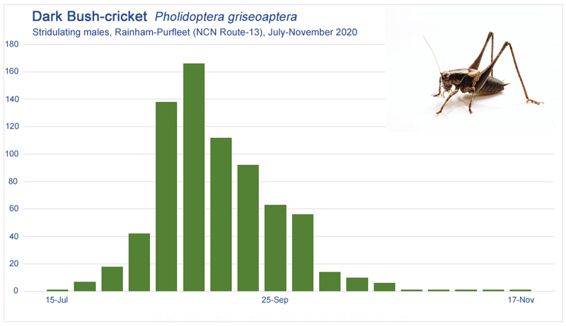 Dark Bush-cricket (Pholidoptera griseoaptera) counts of stridulating males July-November 2020  Fraser Simpson