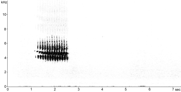 Sonogram of Dark-eyed Junco song