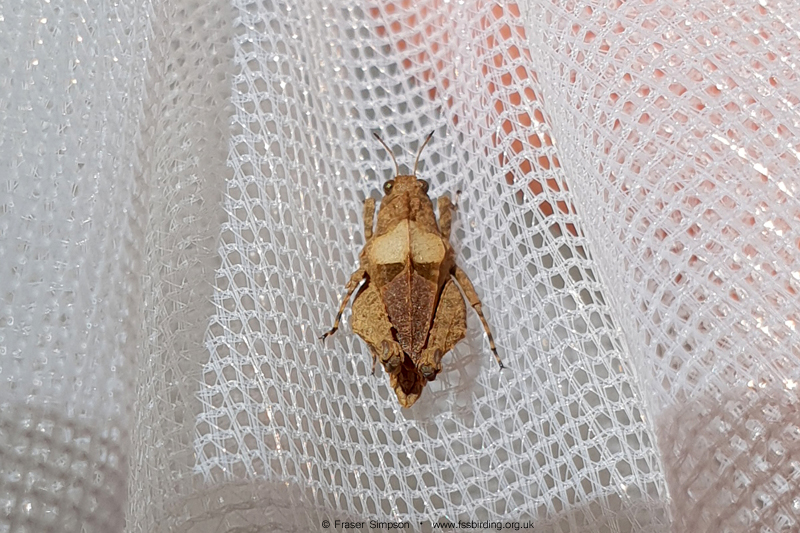 Dented Groundhopper (Tetrix depressa)  Fraser Simpson