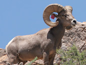 Desert Bighorn Sheep