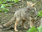 Desert Fox