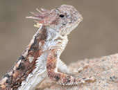 Desert Horned Lizard