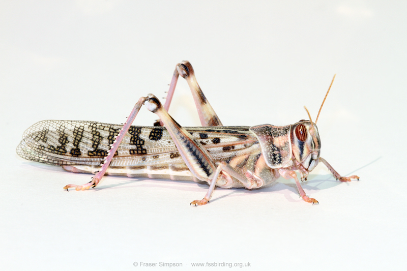 Desert Locust (Schistocerca gregaria)  Fraser Simpson