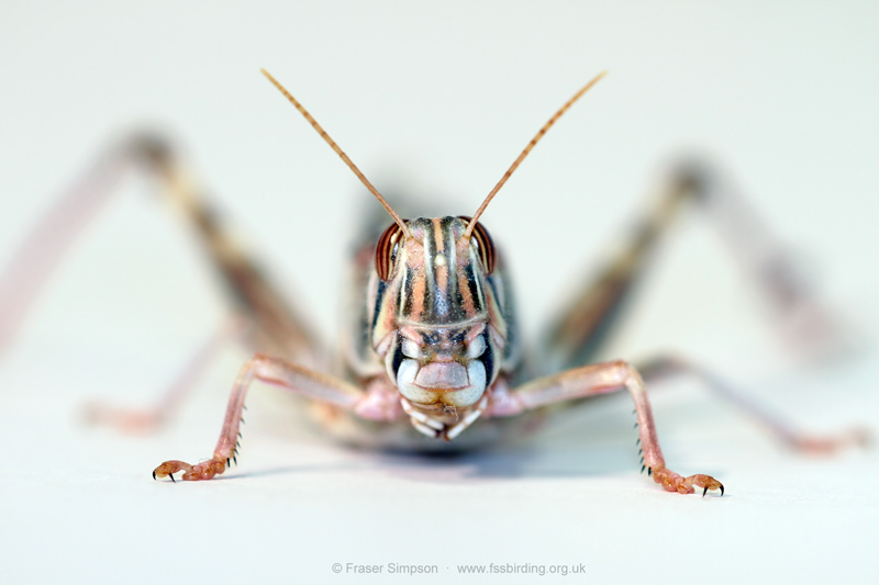 Desert Locust (Schistocerca gregaria)  Fraser Simpson