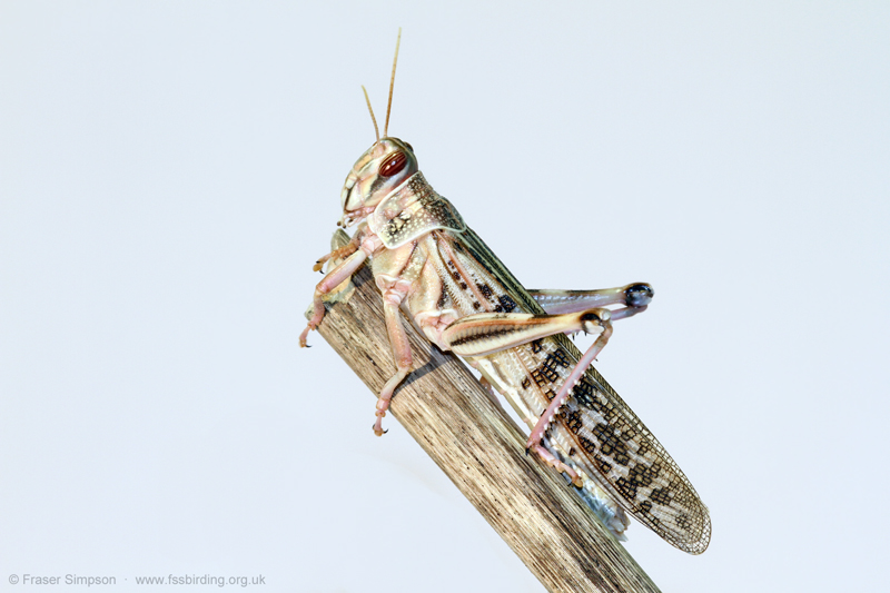 Desert Locust (Schistocerca gregaria)  Fraser Simpson