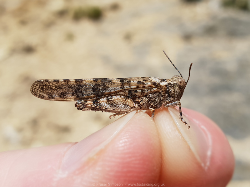 Desert Sand Grasshopper (Sphingonotus rubescens)  Fraser Simpson