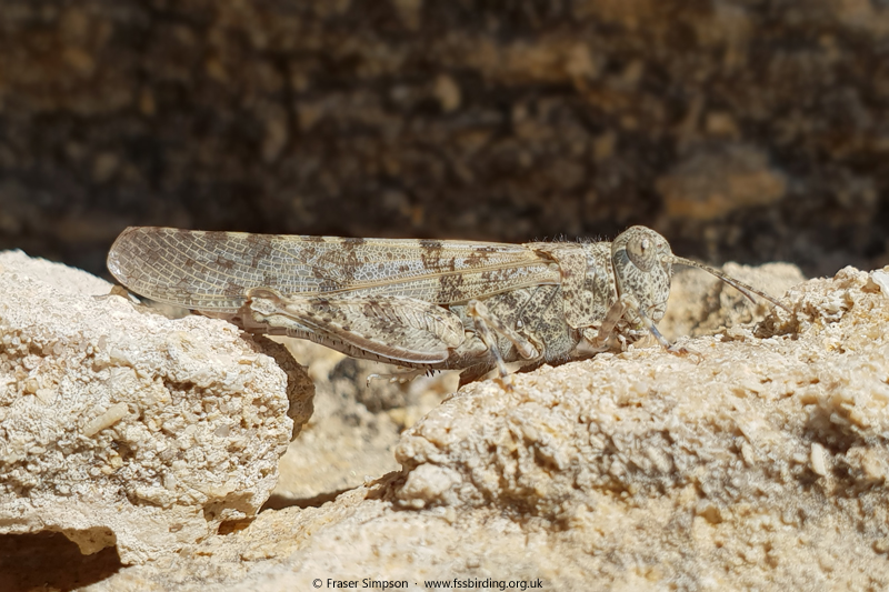 Desert Sand Grasshopper (Sphingonotus rubescens)  Fraser Simpson