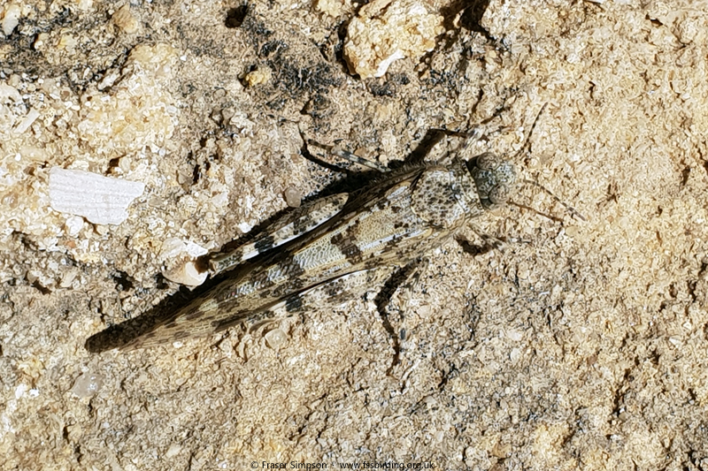 Desert Sand Grasshopper (Sphingonotus rubescens)  Fraser Simpson