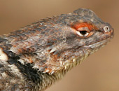 Desert Spiny Lizard