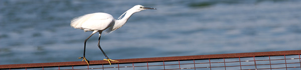 Little Egret ©2005 Fraser Simpson