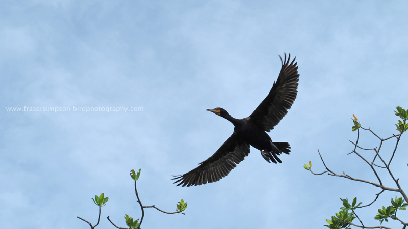 Double-crested Cormorant (Phalacrocorax auritus), Pye Key  Fraser Simpson