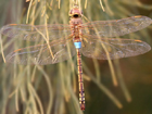 Vagrant Emperor (Hemianax ephippiger)