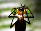 Helicopter Damselfly (Mecistogaster sp)