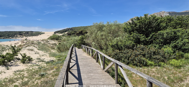 Duna de Bolonia, Andaluc�a, Spain, April 2026 � Fraser Simpson