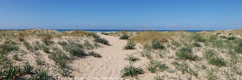 Low dune system, Zahara de los Atunes  Fraser Simpson