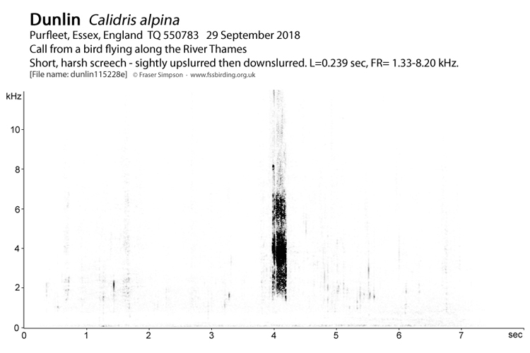 Sonogram of Dunlin flight call