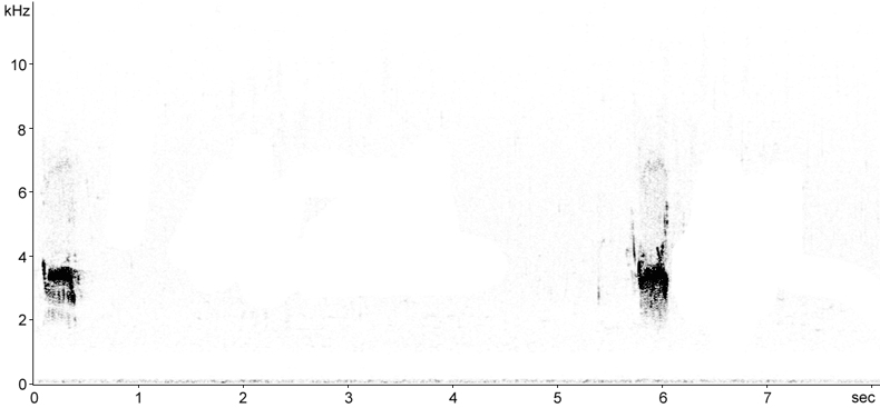 Sonogram of Dunlin flight call