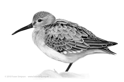 Dunlin (Calidris alpina)  Fraser Simpson