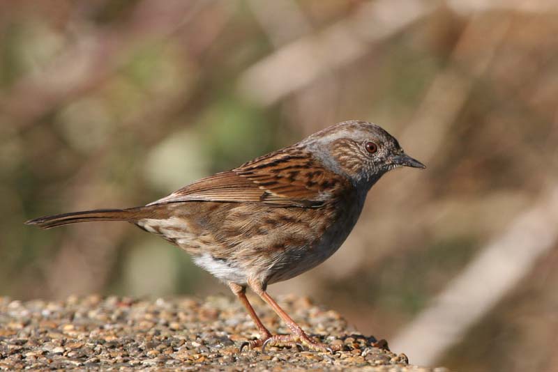 Dunnock � 2005  F. S. Simpson