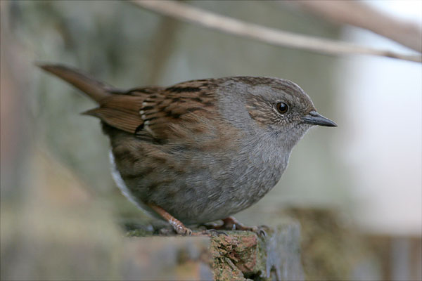Dunnock �2006 Fraser Simpson