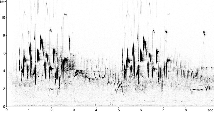 Sonogram of Dunnock song