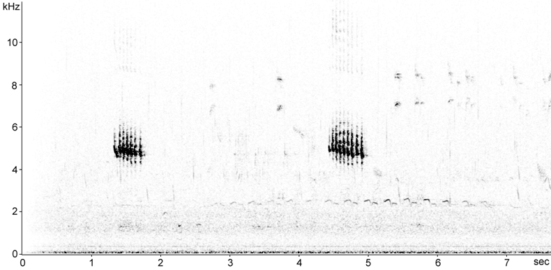 Sonogram of Dunnock calls