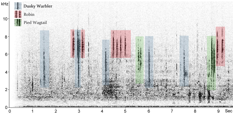 Sonogram of Dusky Warbler calls, Stone Barges, Rainham, London/Essex, England  30 October 2016   © Fraser Simpson  ·  www.fssbirding.org.uk