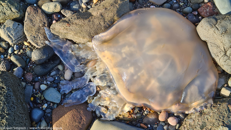 Dustbin-led Jellyfish (Rhizostoma octopus)  Fraser Simpson