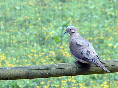 Eared Dove
