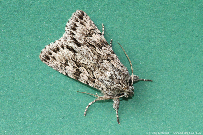 Early Grey (Xylocampa areola)  Fraser Simpson