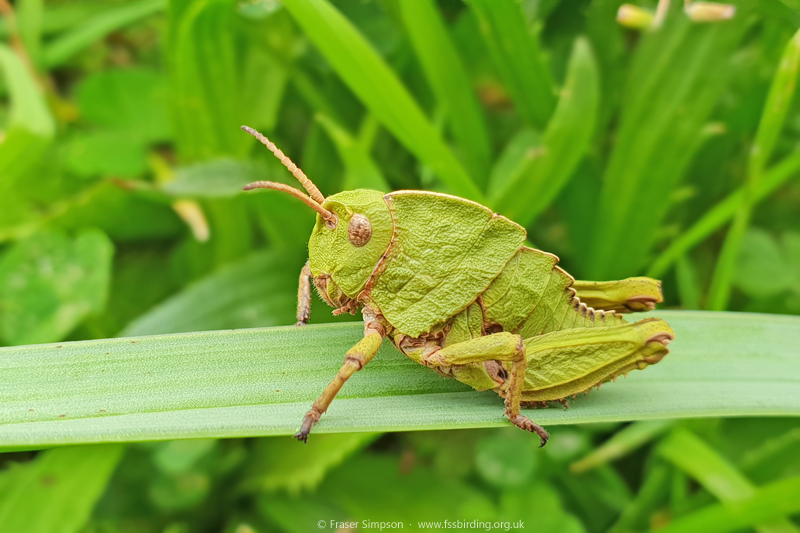 Earthling Stone Grasshopper (Euryparyphes terrulentus), Valle de Ojn  Fraser Simpson