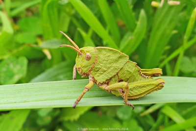 Earthling Stone Grasshopper (Euryparyphes terrulentus) © Fraser Simpson