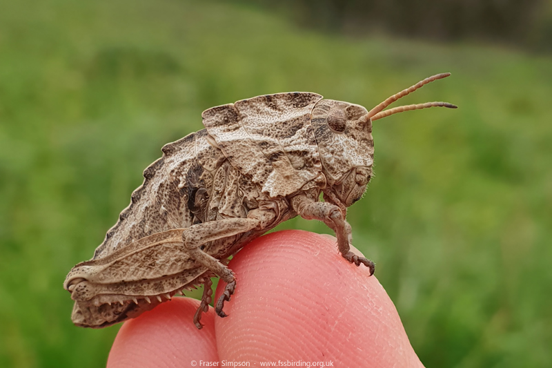 Earthling Stone Grasshopper (Euryparyphes terrulentus), Valle de Ojn, Parque Natural de los Alcornocales, Spain  Fraser Simpson