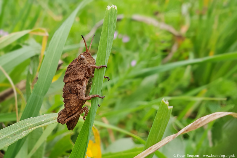 Earthling Stone Grasshopper (Euryparyphes terrulentus), Valle de Ojn  Fraser Simpson