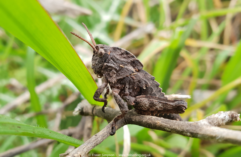 Earthling Stone Grasshopper (Euryparyphes terrulentus), Valle de Ojn, Parque Natural de los Alcornocales, Spain  Fraser Simpson