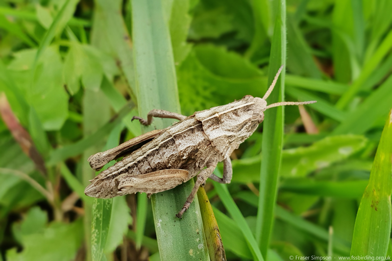 Earthling Stone Grasshopper (Euryparyphes terrulentus), Valle de Ojn  Fraser Simpson