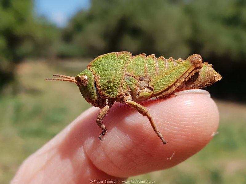Earthling Stone Grasshopper (Euryparyphes terrulentus), Valle de Ojn, Parque Natural de los Alcornocales, Spain  Fraser Simpson