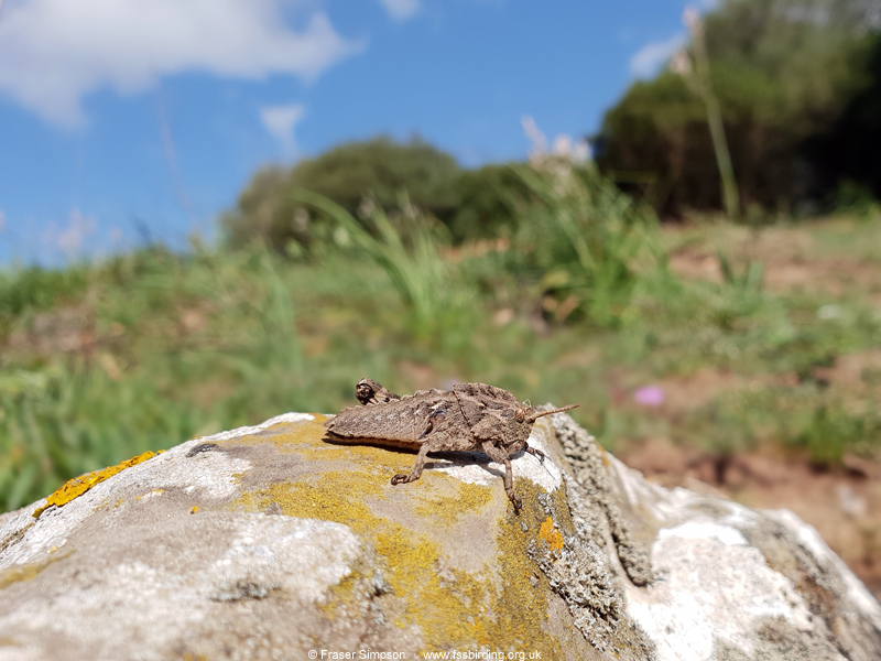 Earthling Stone Grasshopper (Euryparyphes terrulentus), Valle de Ojn, Parque Natural de los Alcornocales, Spain  Fraser Simpson