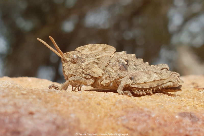 Earthling Stone Grasshopper (Euryparyphes terrulentus), Atlanterra, Spain  Fraser Simpson