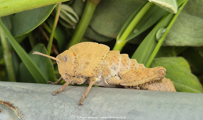 Earthling Stone Grasshopper (Euryparyphes terrulentus) � Fraser Simpson