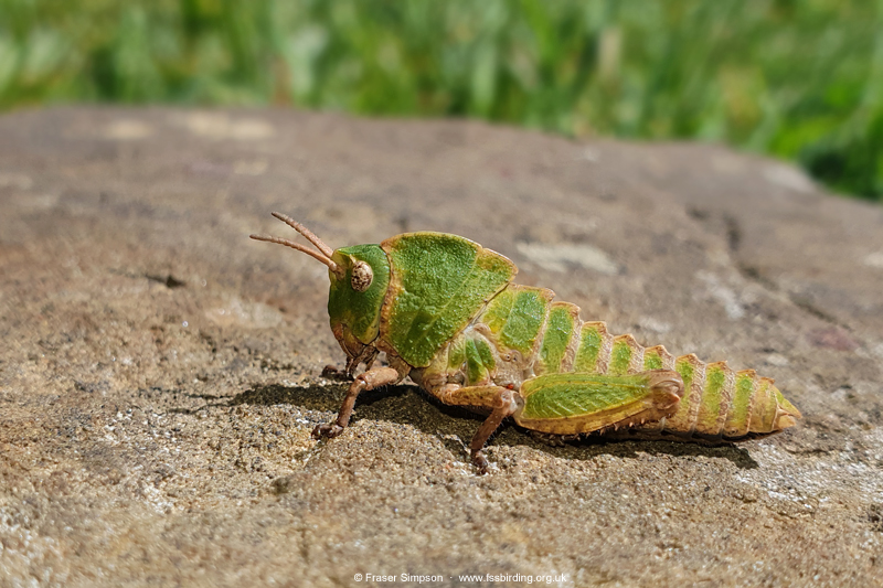 Earthling Stone Grasshopper (Euryparyphes terrulentus), Valle de Ojén © Fraser Simpson
