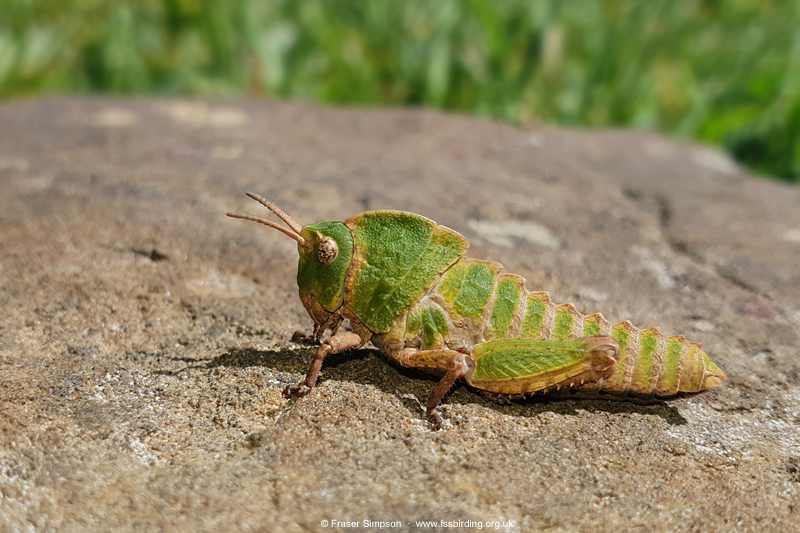 Earthling Stone Grasshopper (Euryparyphes terrulentus), Valle de Ojn  Fraser Simpson