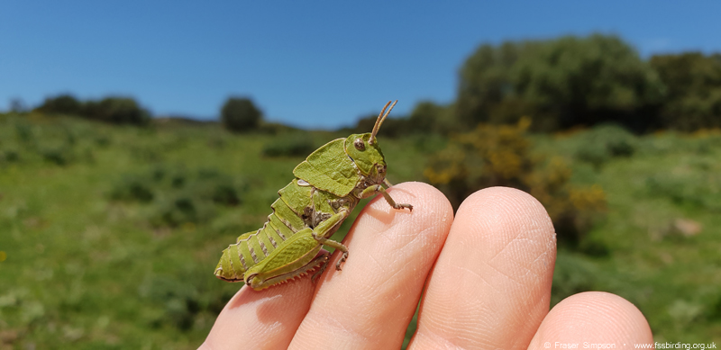 Earthling Stone Grasshopper (Euryparyphes terrulentus), Valle de Ojn  Fraser Simpson