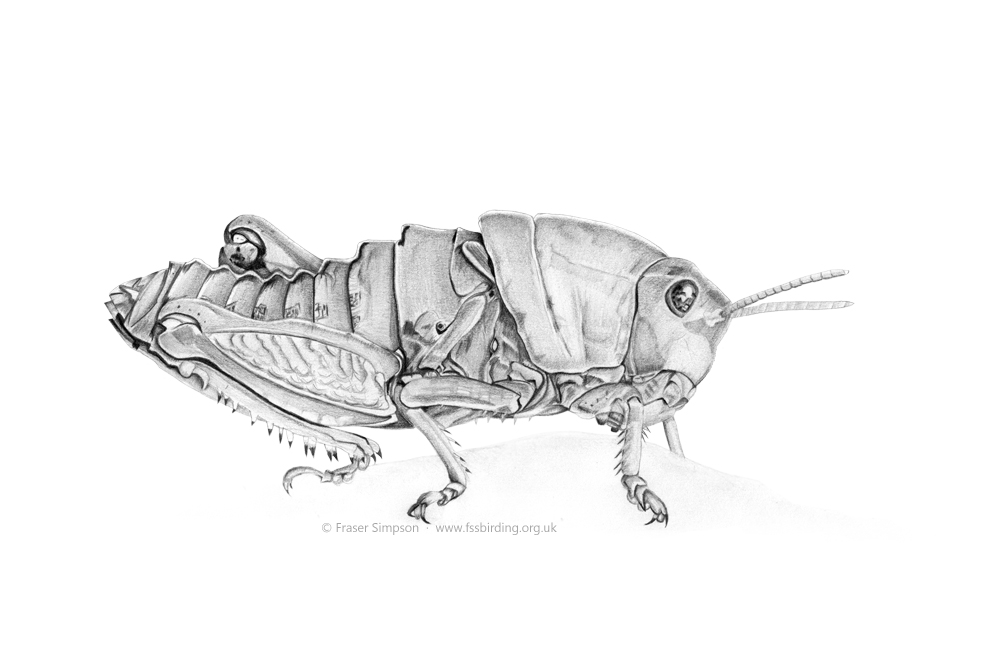 Earthling Stone Grasshopper drawing  Fraser Simpson