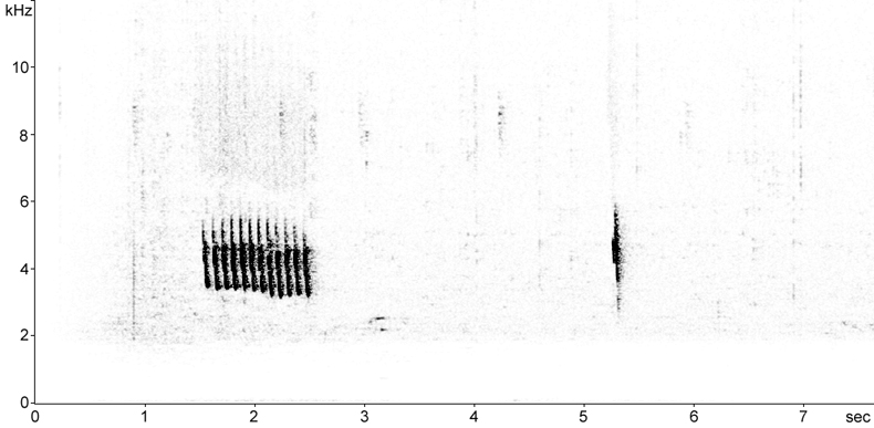 Sonogram of Eastern Bonelli's Warbler song