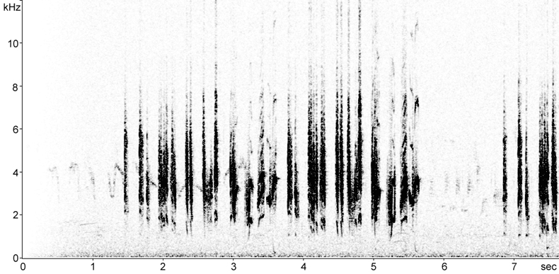 Sonogram of Eastern Olivaceous Warbler song